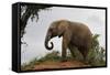 African Elephants 142-Bob Langrish-Framed Stretched Canvas