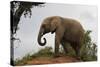 African Elephants 142-Bob Langrish-Stretched Canvas