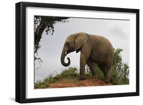 African Elephants 142-Bob Langrish-Framed Photographic Print