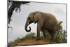 African Elephants 142-Bob Langrish-Mounted Photographic Print