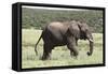 African Elephants 146-Bob Langrish-Framed Stretched Canvas