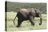 African Elephants 146-Bob Langrish-Stretched Canvas