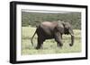 African Elephants 146-Bob Langrish-Framed Photographic Print