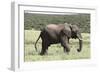 African Elephants 146-Bob Langrish-Framed Photographic Print