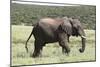 African Elephants 146-Bob Langrish-Mounted Photographic Print