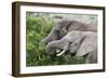 African Elephants 150-Bob Langrish-Framed Photographic Print