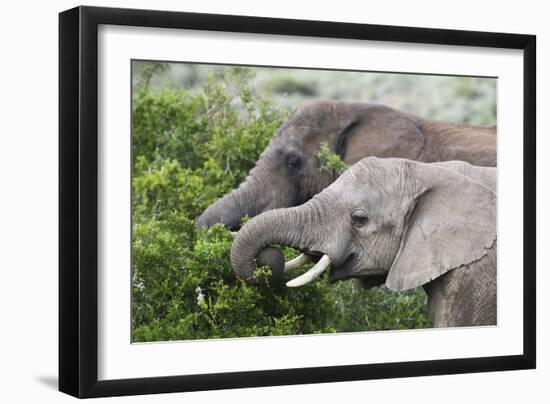 African Elephants 150-Bob Langrish-Framed Photographic Print