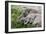 African Elephants 150-Bob Langrish-Framed Photographic Print