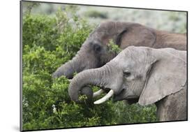 African Elephants 150-Bob Langrish-Mounted Photographic Print