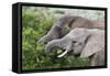 African Elephants 150-Bob Langrish-Framed Stretched Canvas