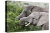 African Elephants 150-Bob Langrish-Stretched Canvas