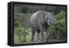 African Elephants 160-Bob Langrish-Framed Stretched Canvas