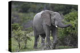 African Elephants 160-Bob Langrish-Stretched Canvas