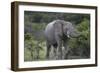 African Elephants 160-Bob Langrish-Framed Photographic Print