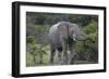 African Elephants 160-Bob Langrish-Framed Photographic Print