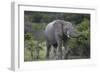 African Elephants 160-Bob Langrish-Framed Photographic Print