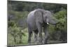 African Elephants 160-Bob Langrish-Mounted Photographic Print