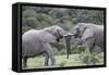 African Elephants 161-Bob Langrish-Framed Stretched Canvas