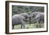 African Elephants 161-Bob Langrish-Framed Photographic Print