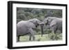 African Elephants 161-Bob Langrish-Framed Photographic Print