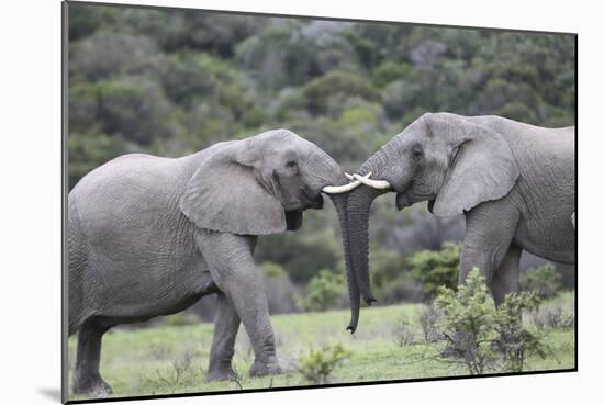African Elephants 161-Bob Langrish-Mounted Photographic Print