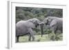 African Elephants 161-Bob Langrish-Framed Photographic Print