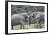 African Elephants 161-Bob Langrish-Framed Photographic Print