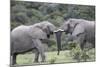 African Elephants 161-Bob Langrish-Mounted Photographic Print