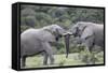 African Elephants 161-Bob Langrish-Framed Stretched Canvas