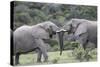 African Elephants 161-Bob Langrish-Stretched Canvas