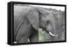 African Elephants 169-Bob Langrish-Framed Stretched Canvas