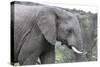 African Elephants 169-Bob Langrish-Stretched Canvas