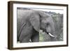 African Elephants 169-Bob Langrish-Framed Photographic Print