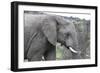 African Elephants 169-Bob Langrish-Framed Photographic Print