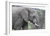African Elephants 169-Bob Langrish-Framed Photographic Print