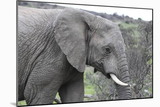 African Elephants 169-Bob Langrish-Mounted Photographic Print
