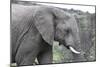 African Elephants 169-Bob Langrish-Mounted Photographic Print