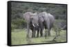 African Elephants 171-Bob Langrish-Framed Stretched Canvas