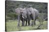 African Elephants 171-Bob Langrish-Stretched Canvas