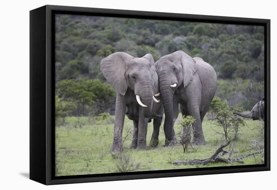 African Elephants 171-Bob Langrish-Framed Stretched Canvas