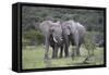 African Elephants 171-Bob Langrish-Framed Stretched Canvas