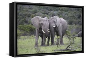 African Elephants 171-Bob Langrish-Framed Stretched Canvas