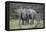 African Elephants 171-Bob Langrish-Framed Stretched Canvas