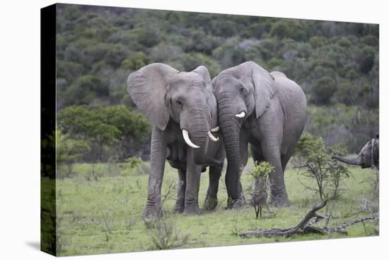 African Elephants 171-Bob Langrish-Stretched Canvas