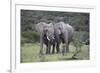 African Elephants 171-Bob Langrish-Framed Photographic Print