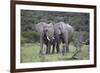 African Elephants 171-Bob Langrish-Framed Photographic Print