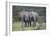 African Elephants 171-Bob Langrish-Framed Photographic Print