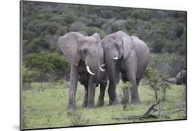 African Elephants 171-Bob Langrish-Mounted Photographic Print