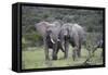 African Elephants 172-Bob Langrish-Framed Stretched Canvas