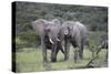 African Elephants 172-Bob Langrish-Stretched Canvas